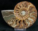Beautiful Cut/Polished Ammonite (Pair) #11796-3